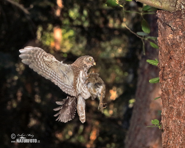 Sperlingskauz (Glaucidium passerinum)