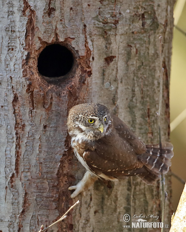 Sperlingskauz (Glaucidium passerinum)