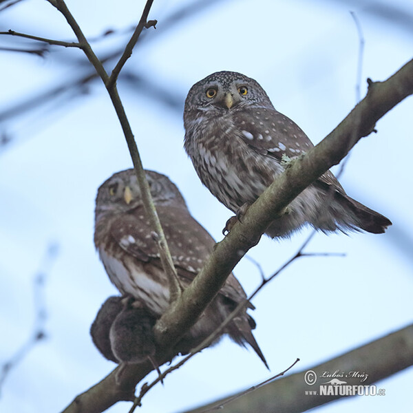 Sperlingskauz (Glaucidium passerinum)