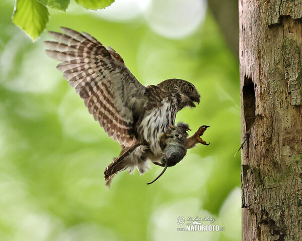 Sperlingskauz (Glaucidium passerinum)