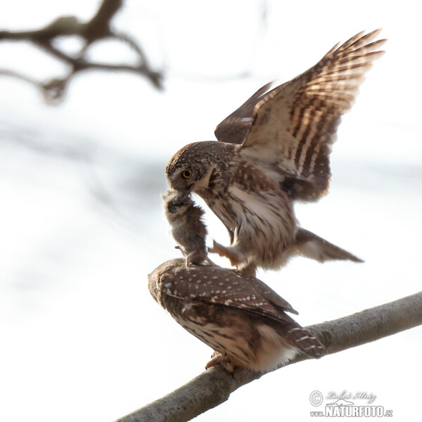 Sperlingskauz (Glaucidium passerinum)