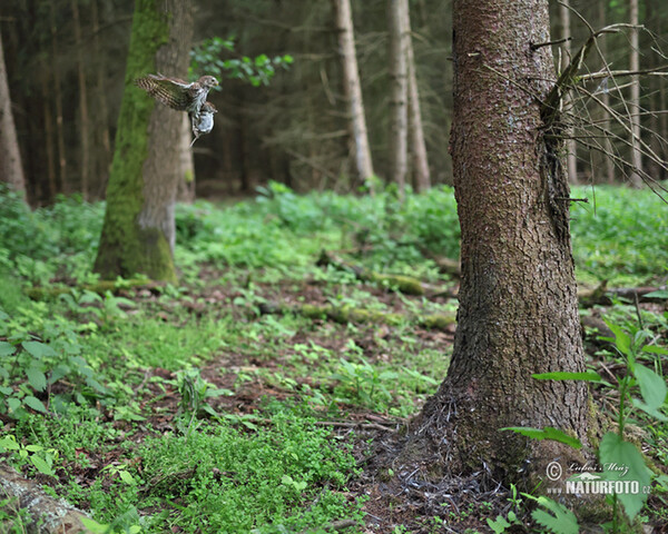 Sperlingskauz (Glaucidium passerinum)