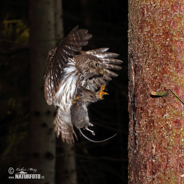 Sperlingskauz (Glaucidium passerinum)