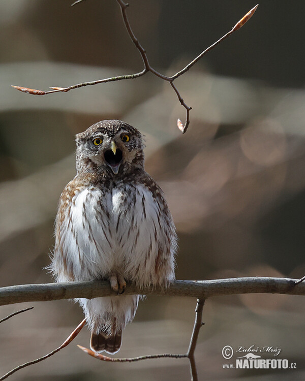 Sperlingskauz (Glaucidium passerinum)