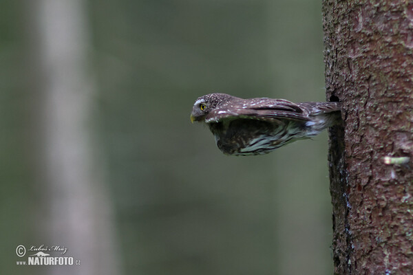 Sperlingskauz (Glaucidium passerinum)