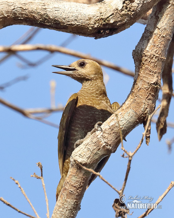 Sperlingsspecht (Veniliornis passerinus)