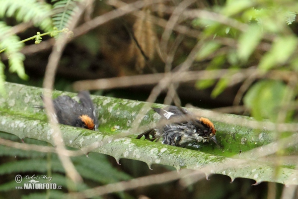 Spiegelbuschammer (Atlapetes leucopterus)