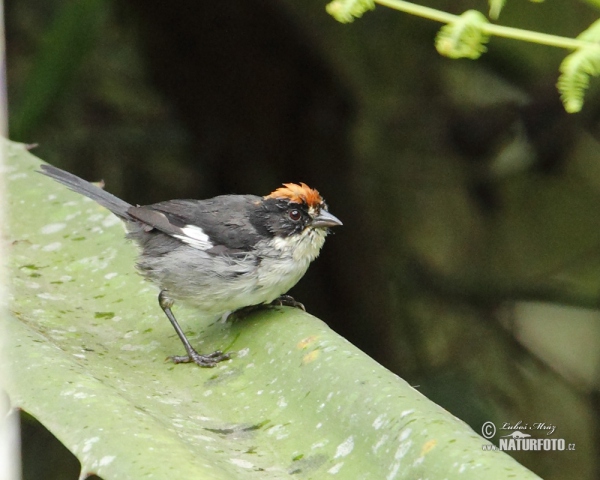 Spiegelbuschammer (Atlapetes leucopterus)