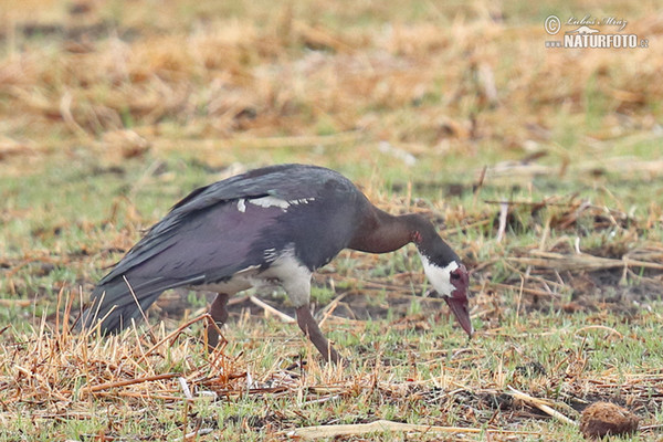 Sporngans (Plectropterus gambensis)