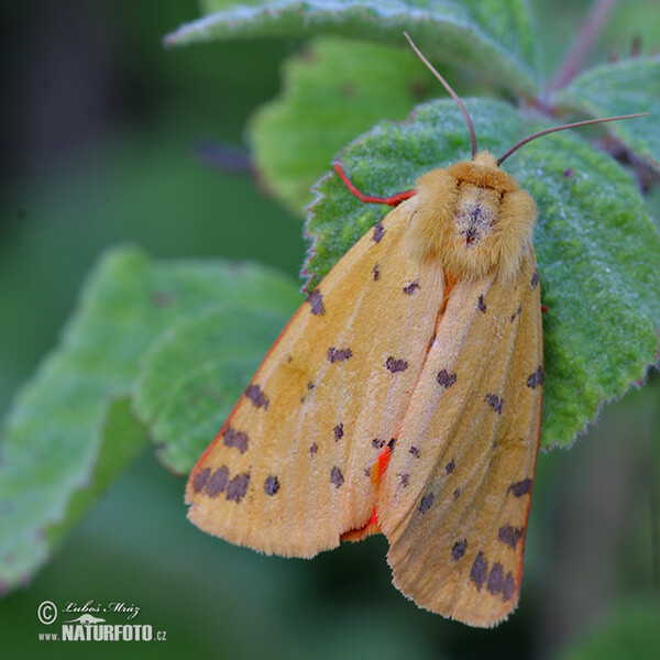 Stachel Beerbär (Rhyparia purpurata)