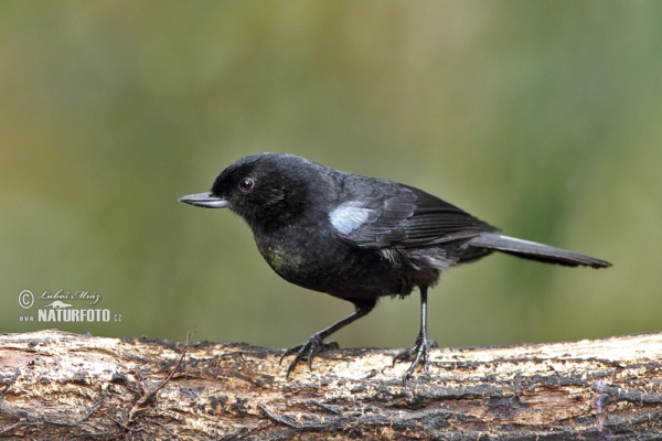 Stahlhakenschnabel (Diglossa lafresnayii)