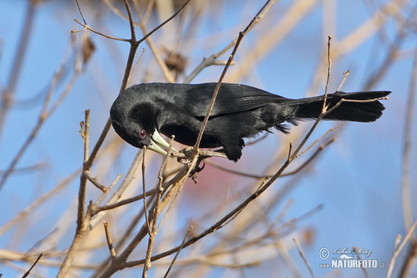 Stahlkassike (Procacicus solitarius)