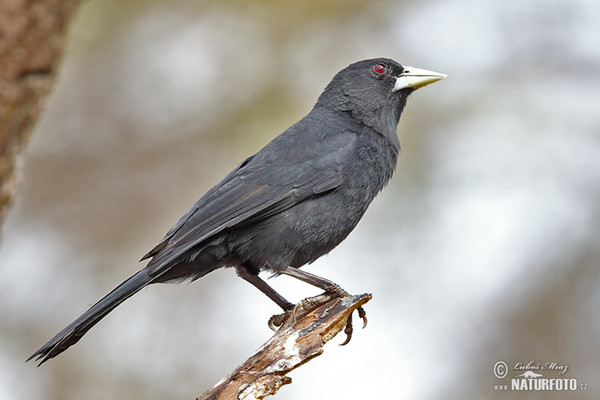 Stahlkassike (Procacicus solitarius)