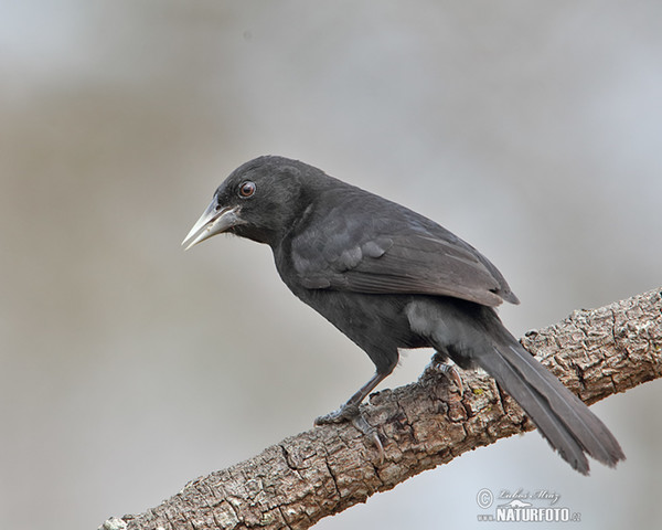 Stahlkassike (Procacicus solitarius)