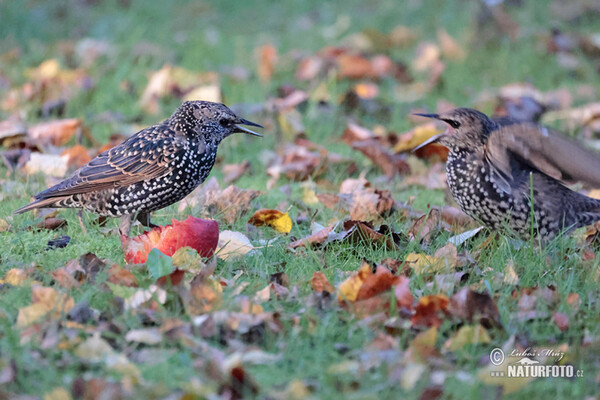 Star (Sturnus vulgaris)