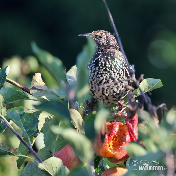 Star (Sturnus vulgaris)