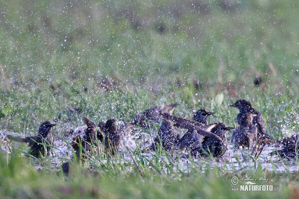 Star (Sturnus vulgaris)