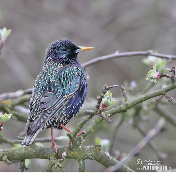 Star (Sturnus vulgaris)