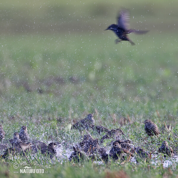 Star (Sturnus vulgaris)