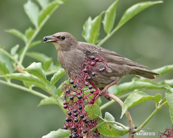 Star (Sturnus vulgaris)