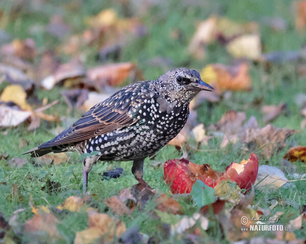 Star (Sturnus vulgaris)