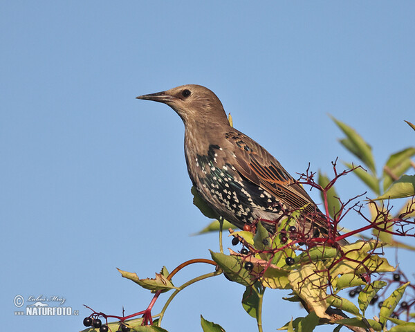 Star (Sturnus vulgaris)