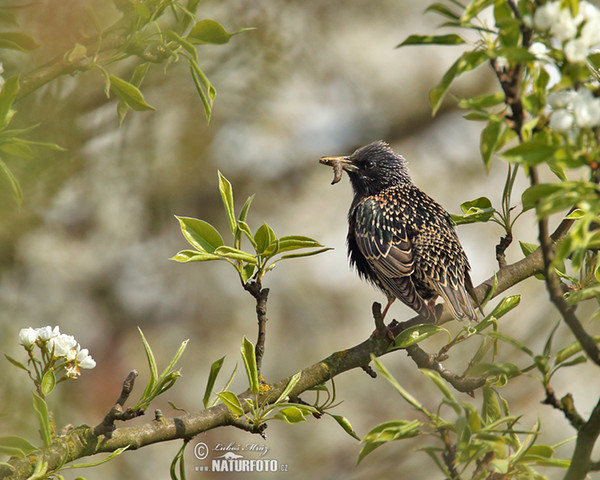 Star (Sturnus vulgaris)