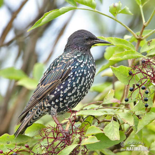 Star (Sturnus vulgaris)