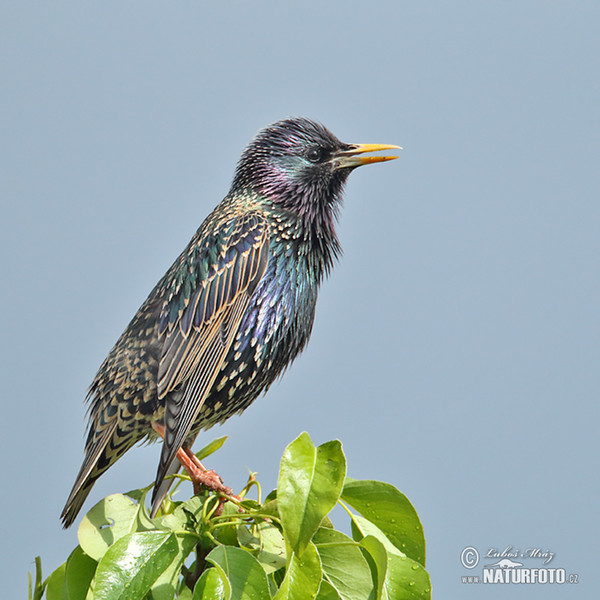 Star (Sturnus vulgaris)