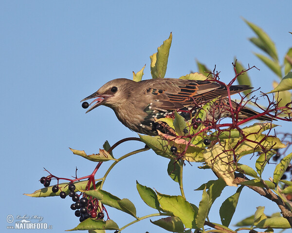 Star (Sturnus vulgaris)