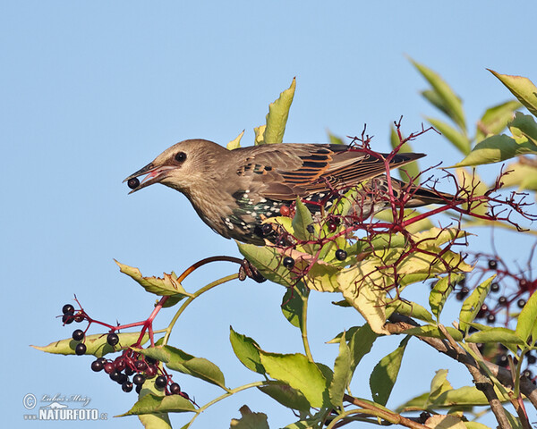 Star (Sturnus vulgaris)