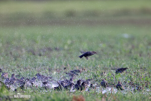 Star (Sturnus vulgaris)