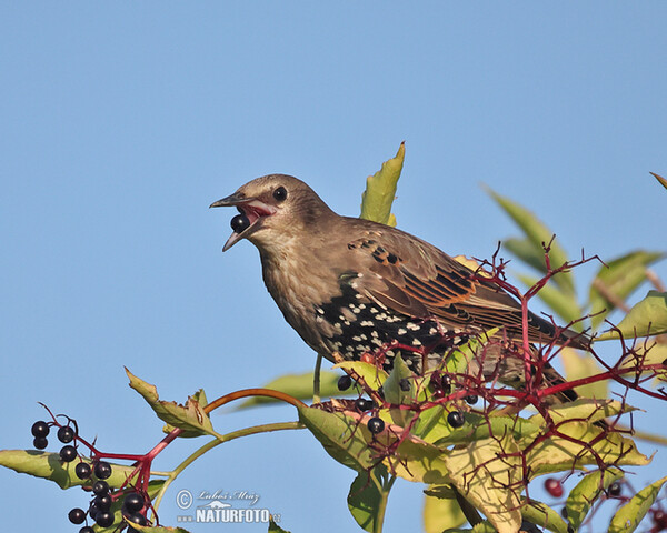 Star (Sturnus vulgaris)