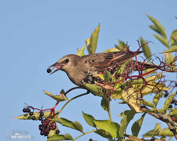 Star (Sturnus vulgaris)