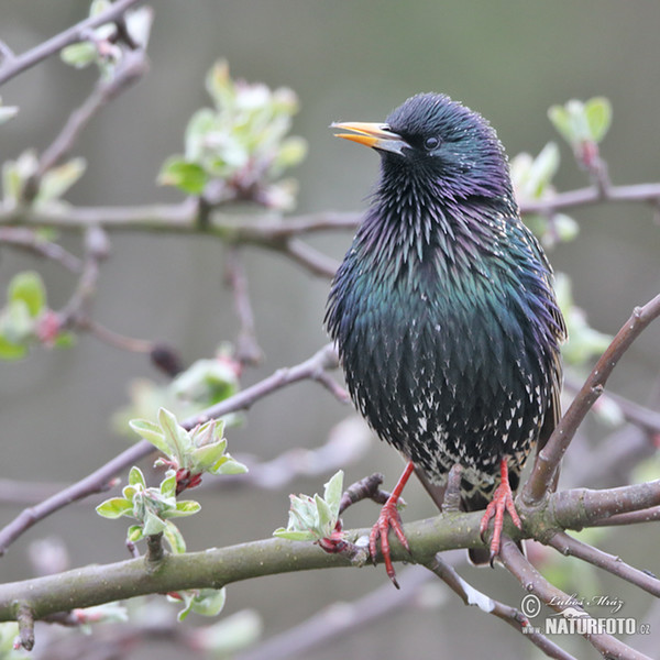 Star (Sturnus vulgaris)