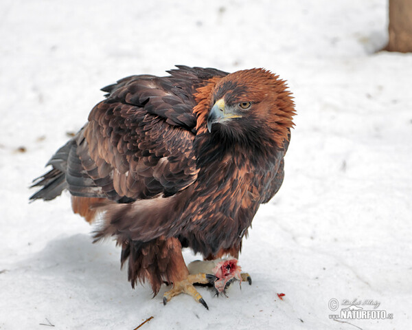 Steinadler (Aquila chrysaetos)