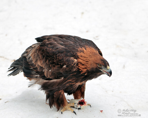 Steinadler (Aquila chrysaetos)