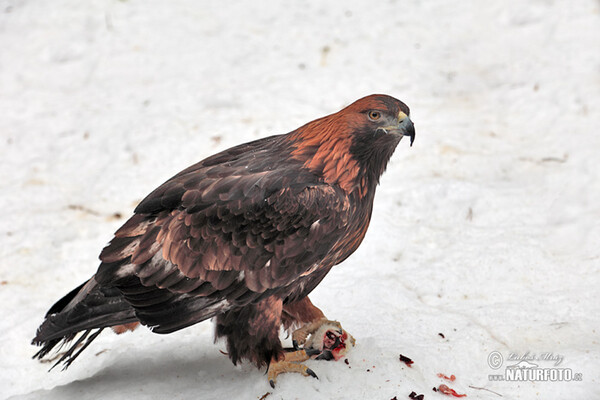 Steinadler (Aquila chrysaetos)