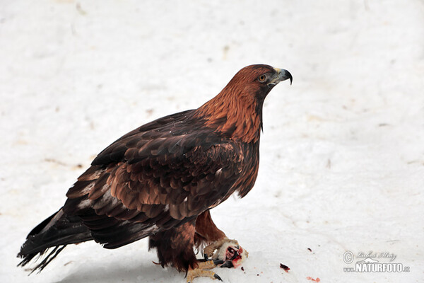 Steinadler (Aquila chrysaetos)