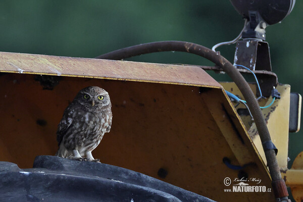 Steinkauz (Athene noctua)