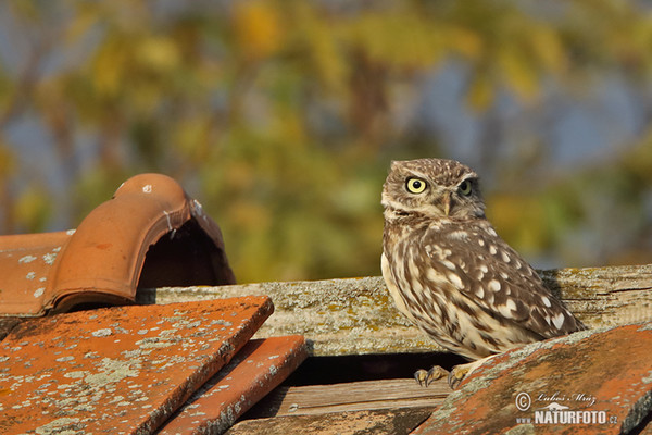 Steinkauz (Athene noctua)