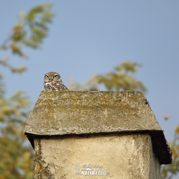 Steinkauz (Athene noctua)