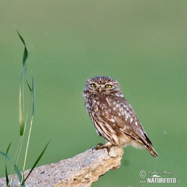 Steinkauz (Athene noctua)