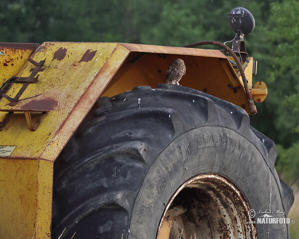 Steinkauz (Athene noctua)