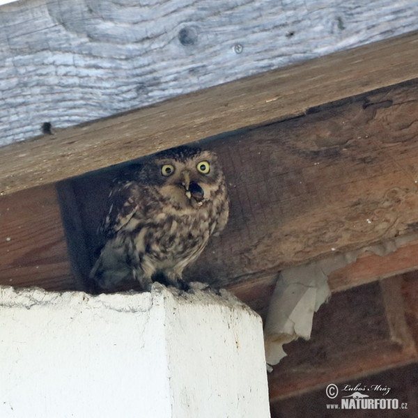 Steinkauz (Athene noctua)