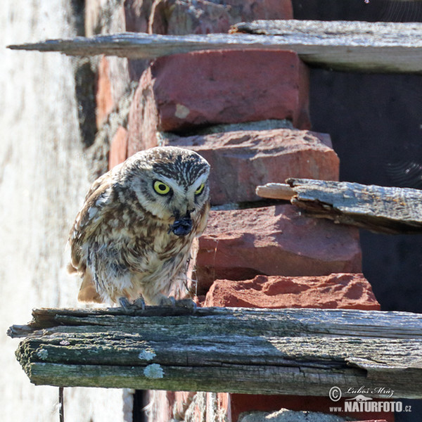 Steinkauz (Athene noctua)