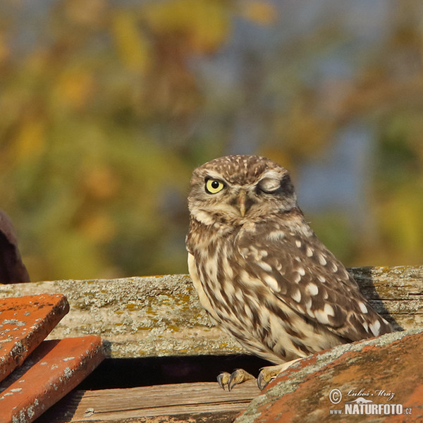 Steinkauz (Athene noctua)