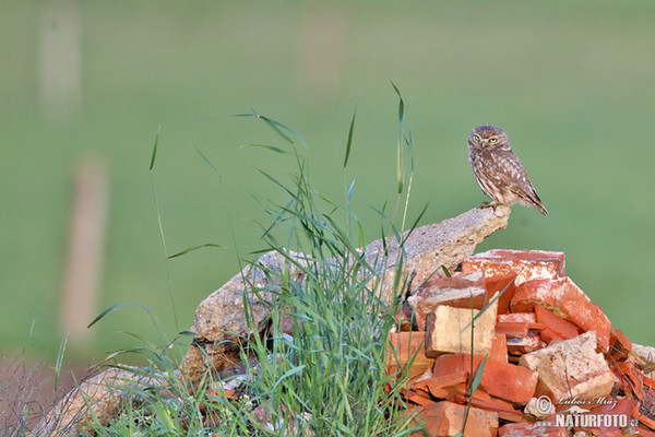 Steinkauz (Athene noctua)