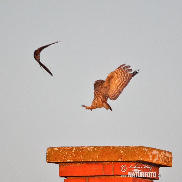 Steinkauz (Athene noctua)