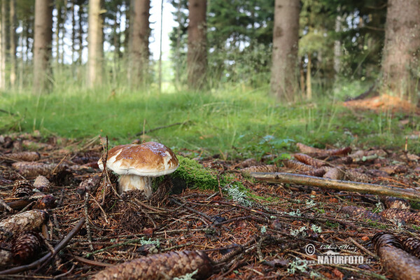 Steinpilz (Boletus edulis)